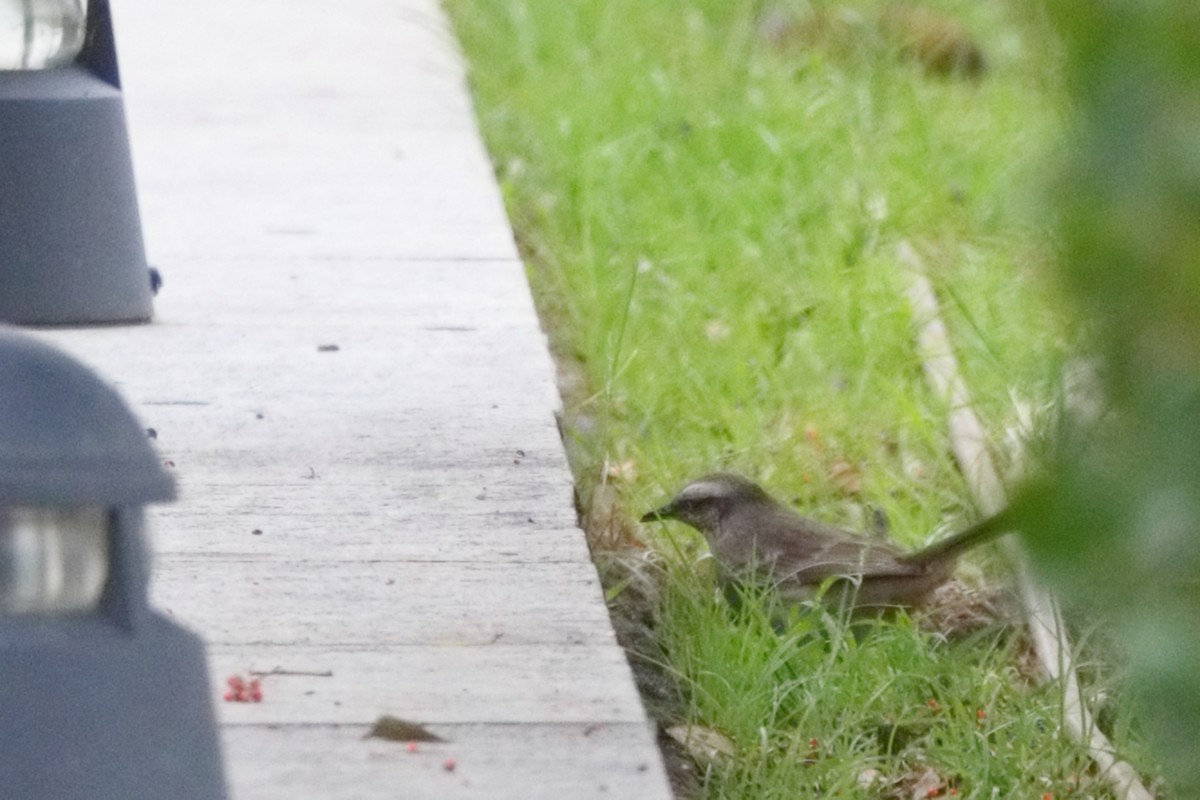 Chalk-browed Mockingbird - ML598211371