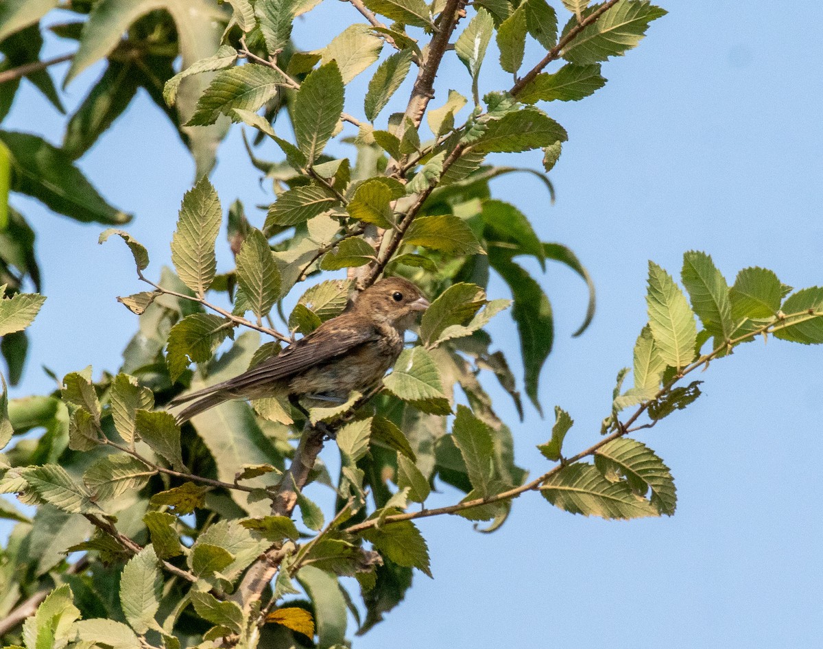 גיבתונית כחולה - ML598211471