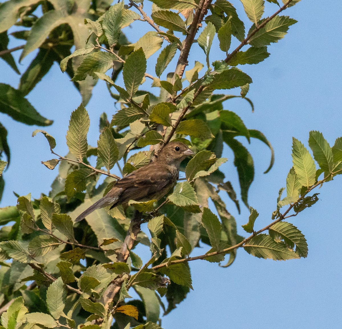 Indigo Bunting - ML598211481