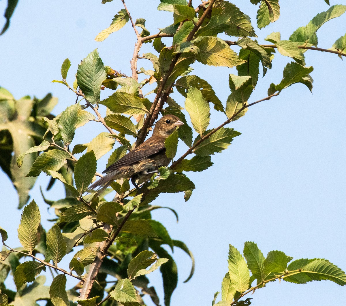 Indigo Bunting - ML598211491