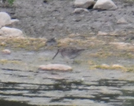 Short-billed Dowitcher (griseus) - David Chernack