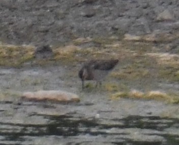 Short-billed Dowitcher (griseus) - ML598211741