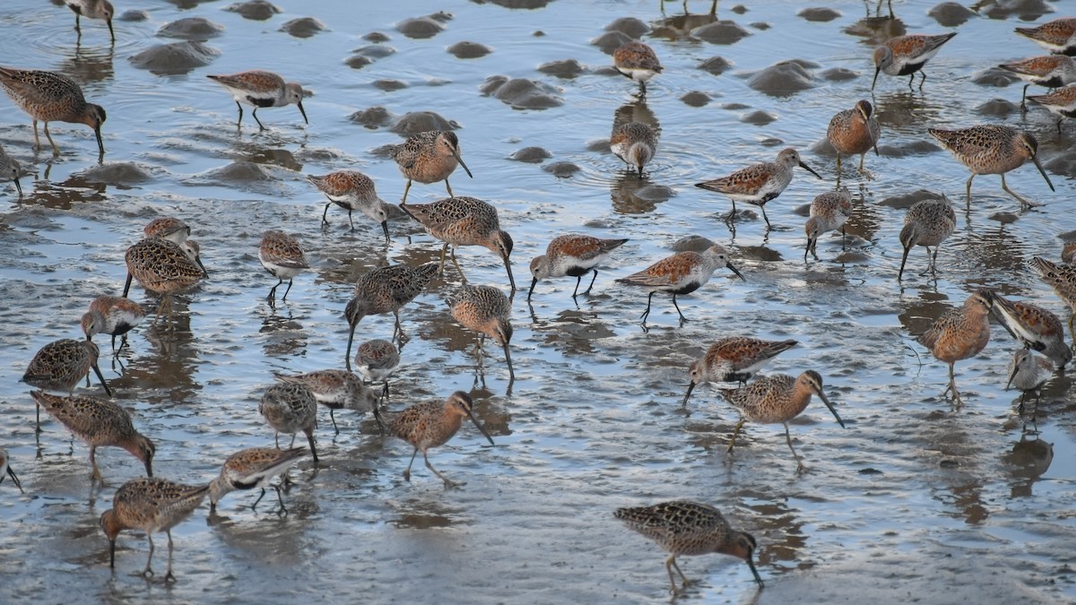 Short-billed Dowitcher (caurinus) - Eric Konkol