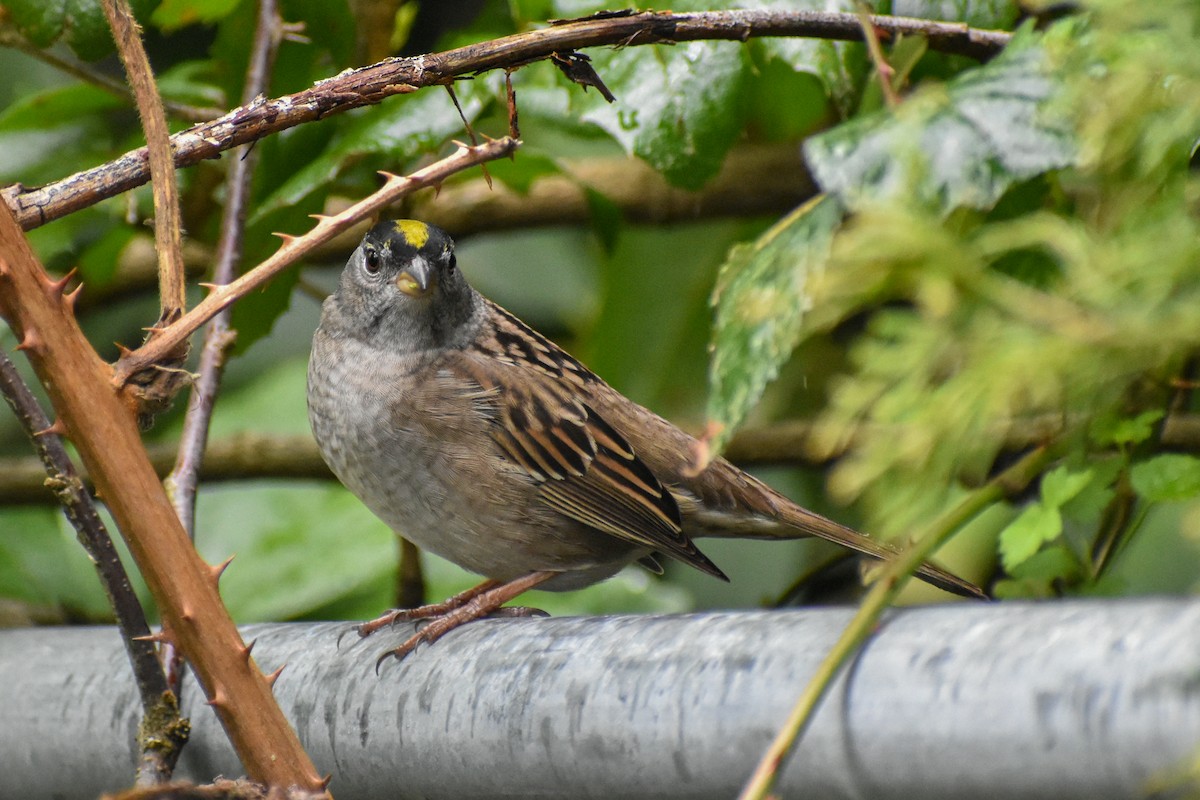 Golden-crowned Sparrow - Eric Konkol