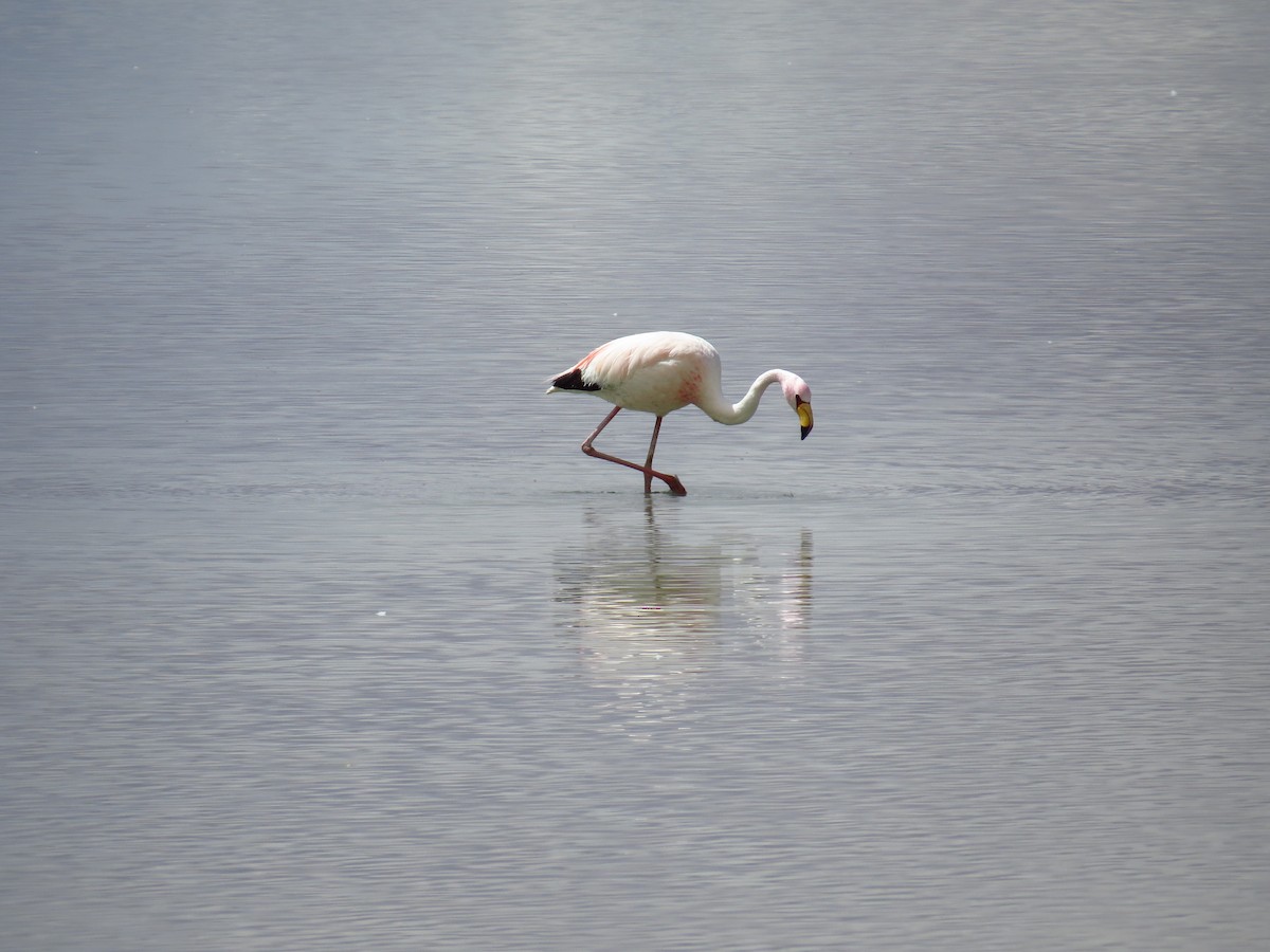 Flamant de James - ML598213011