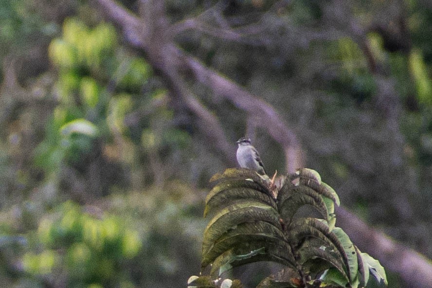 Crowned Slaty Flycatcher - ML598213351