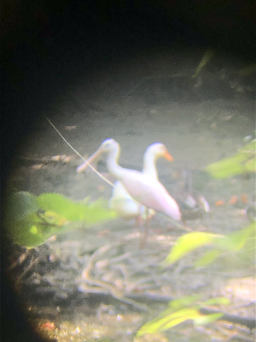 Roseate Spoonbill - ML598214051