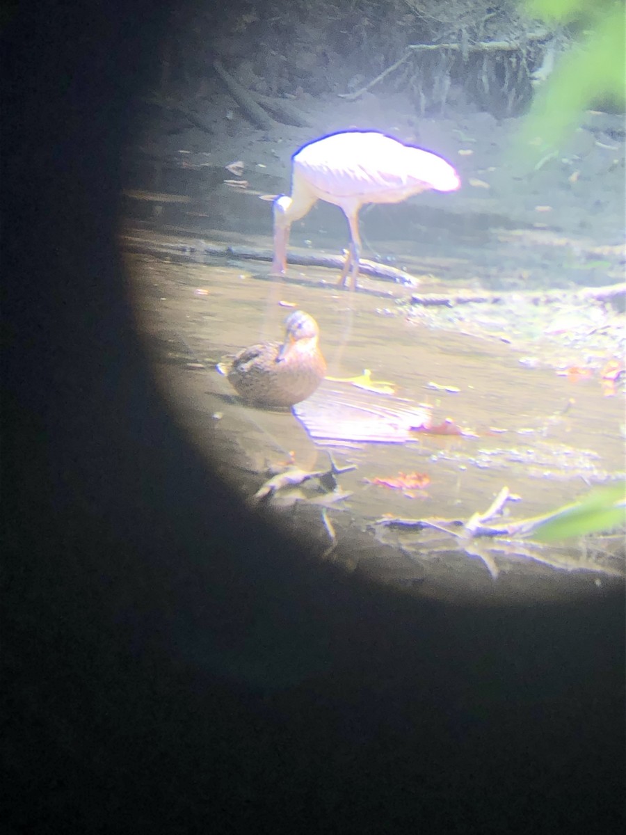 Roseate Spoonbill - ML598214061