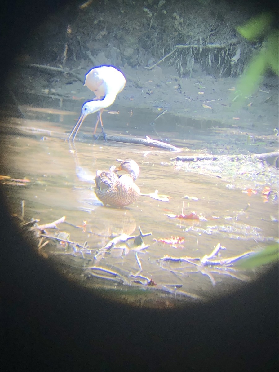 Roseate Spoonbill - ML598214071
