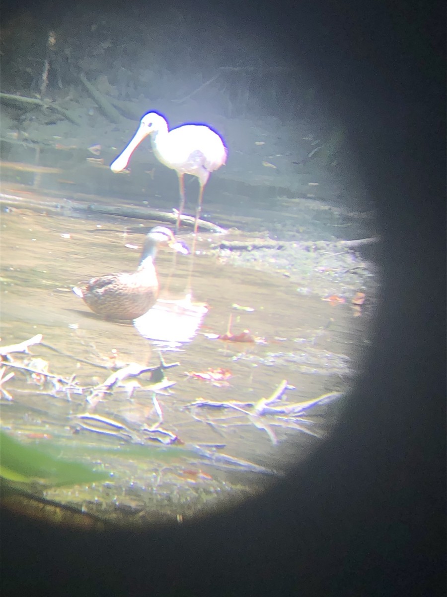 Roseate Spoonbill - ML598214081