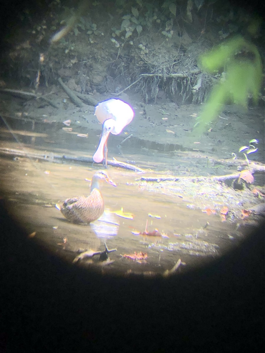 Roseate Spoonbill - Luke Thompson