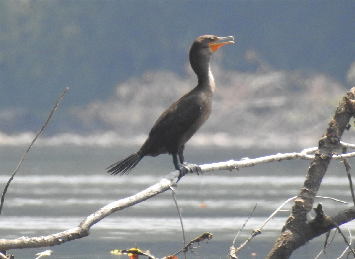 Cormoran à aigrettes - ML598214741