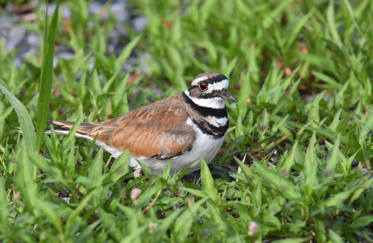 Killdeer - ML598216271