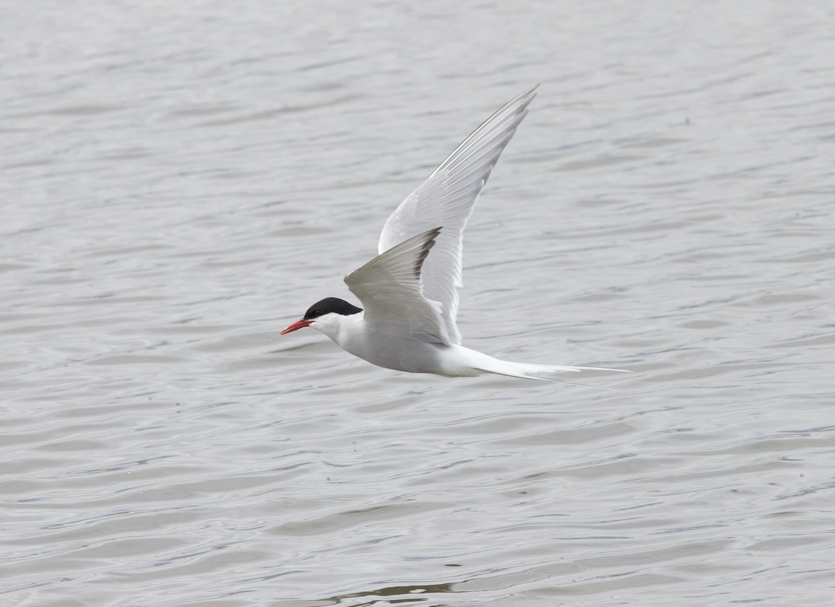 Arctic Tern - ML598218321