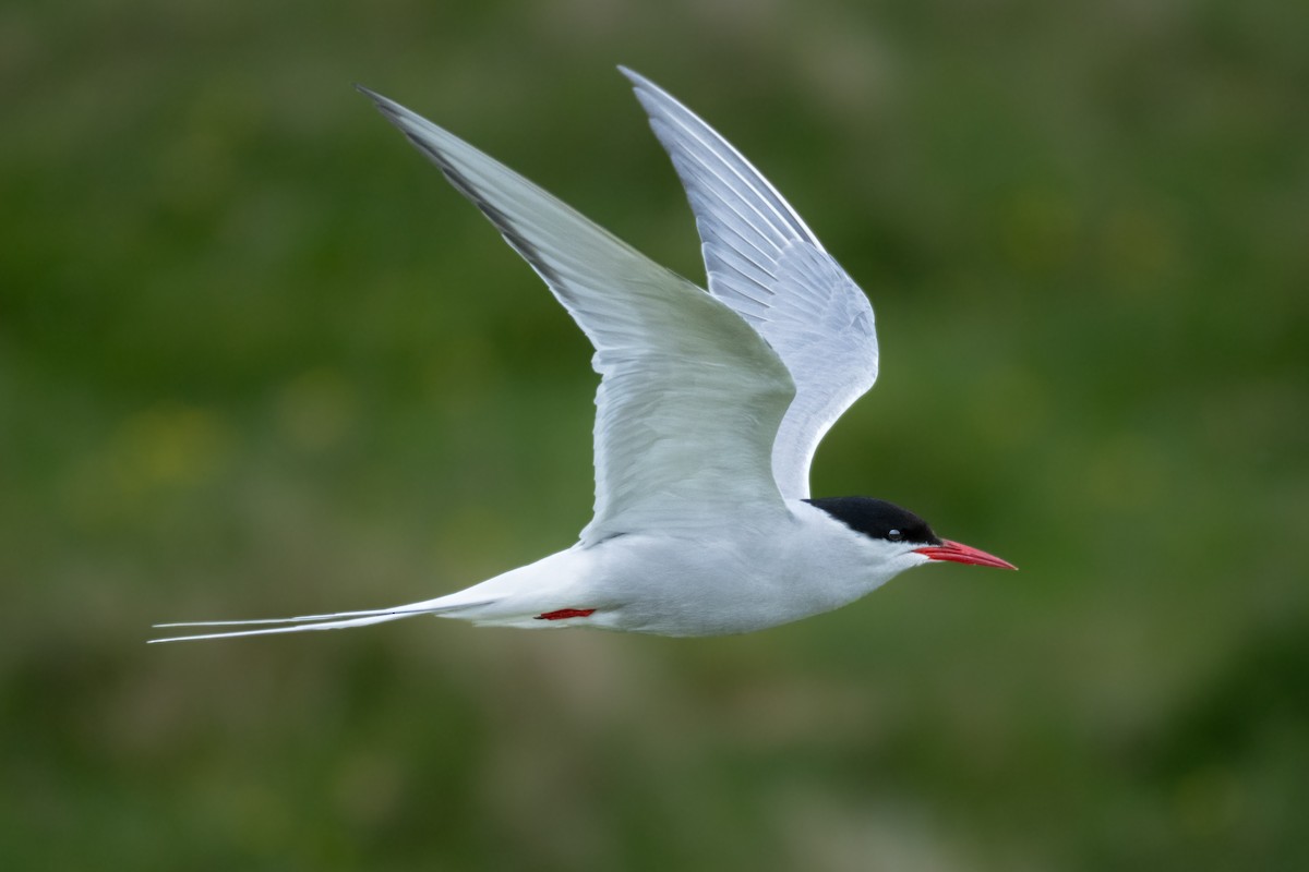 Arctic Tern - ML598218601