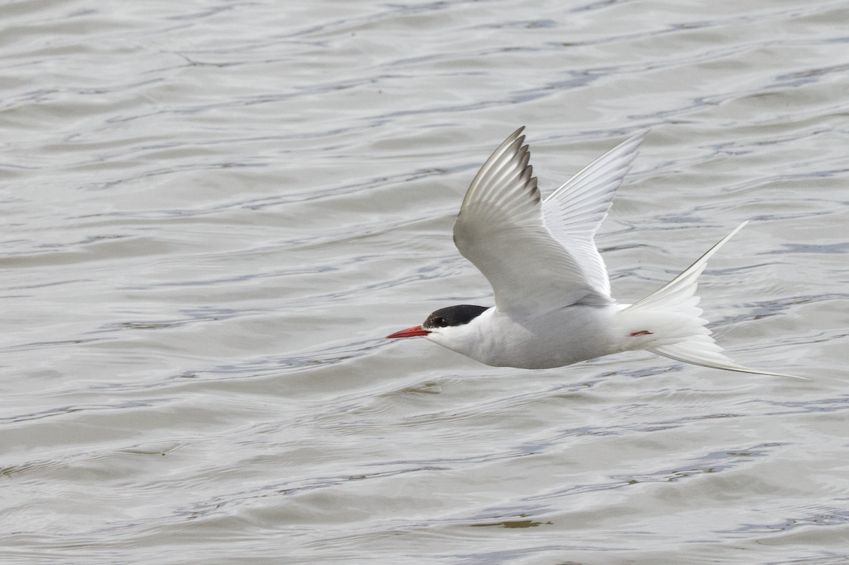 Arctic Tern - ML598218621