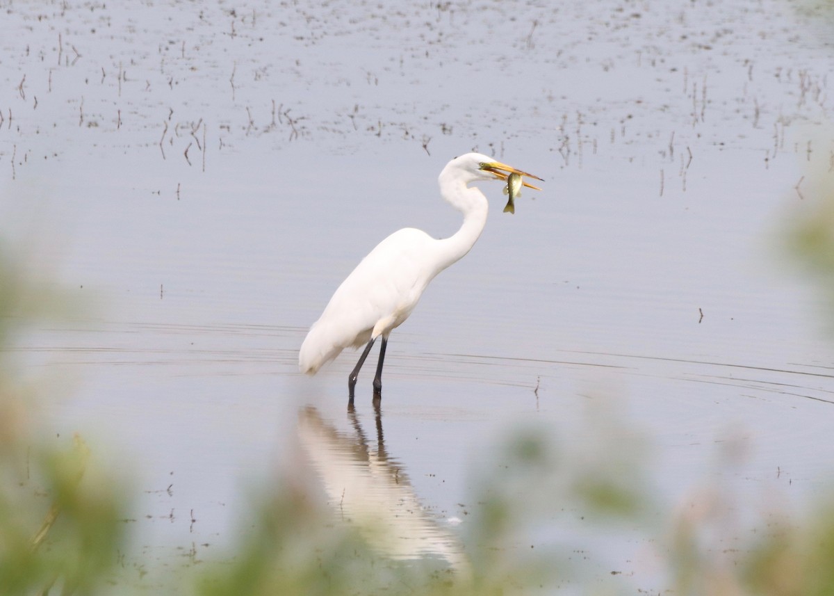 Great Egret - Stephen Taylor