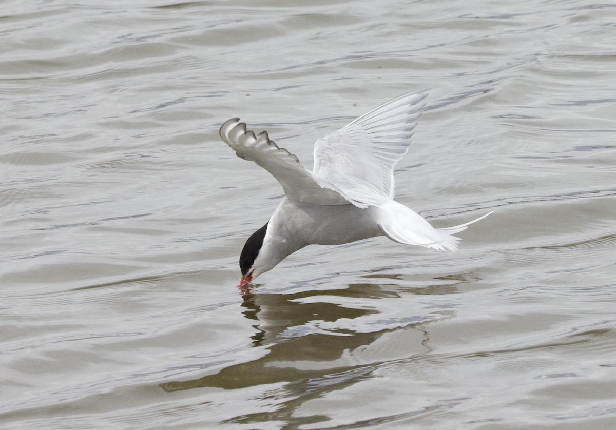 Arctic Tern - Elliott Ress