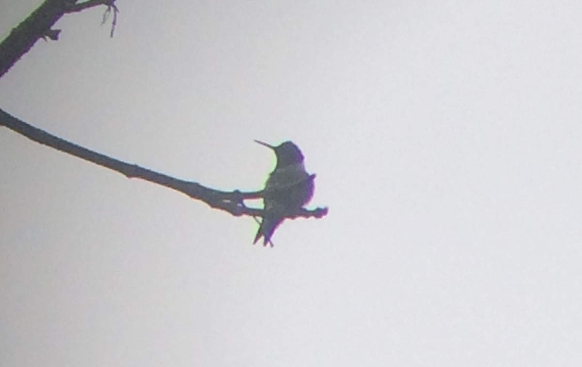 Ruby-throated Hummingbird - ML59821891