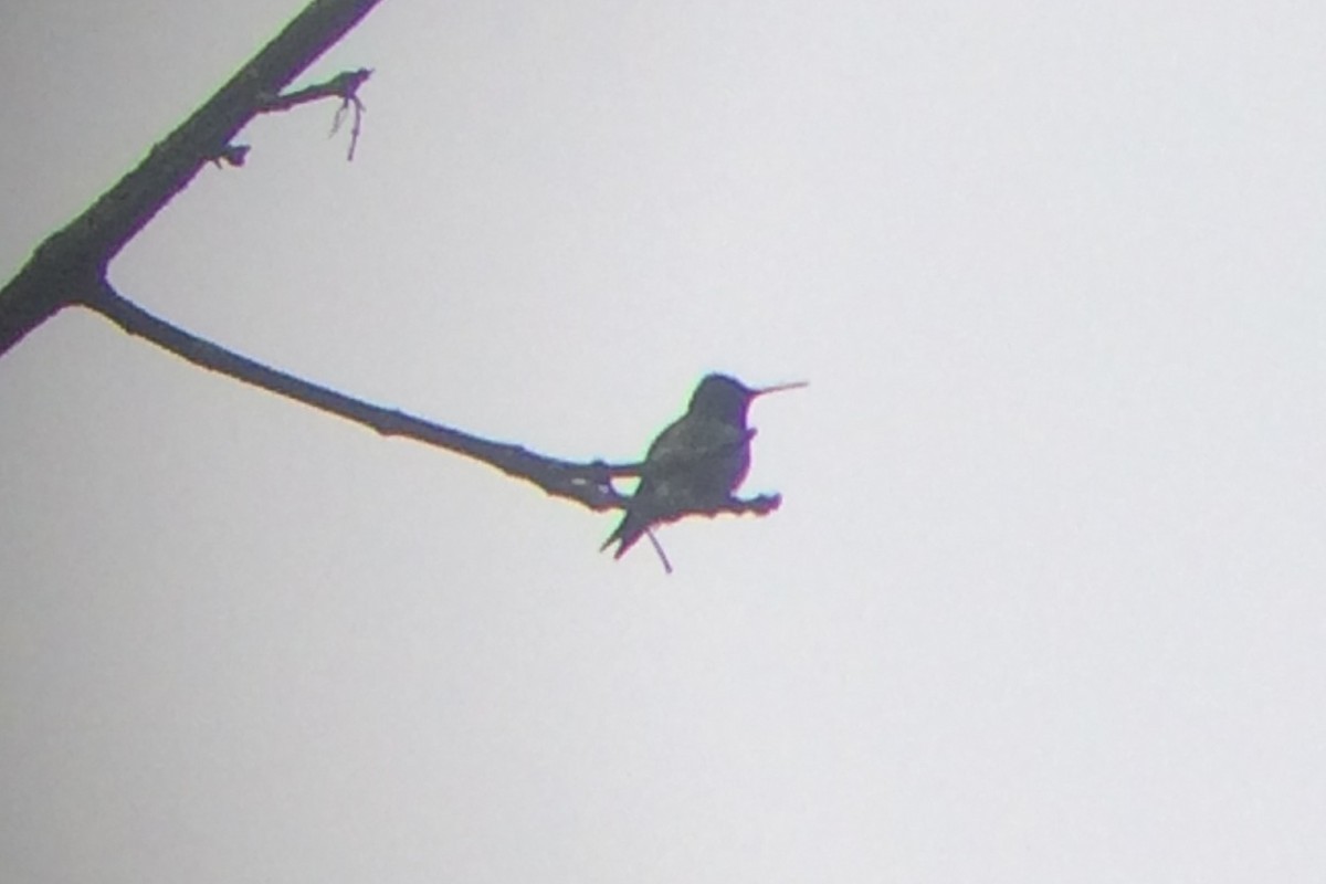 Ruby-throated Hummingbird - ML59821901