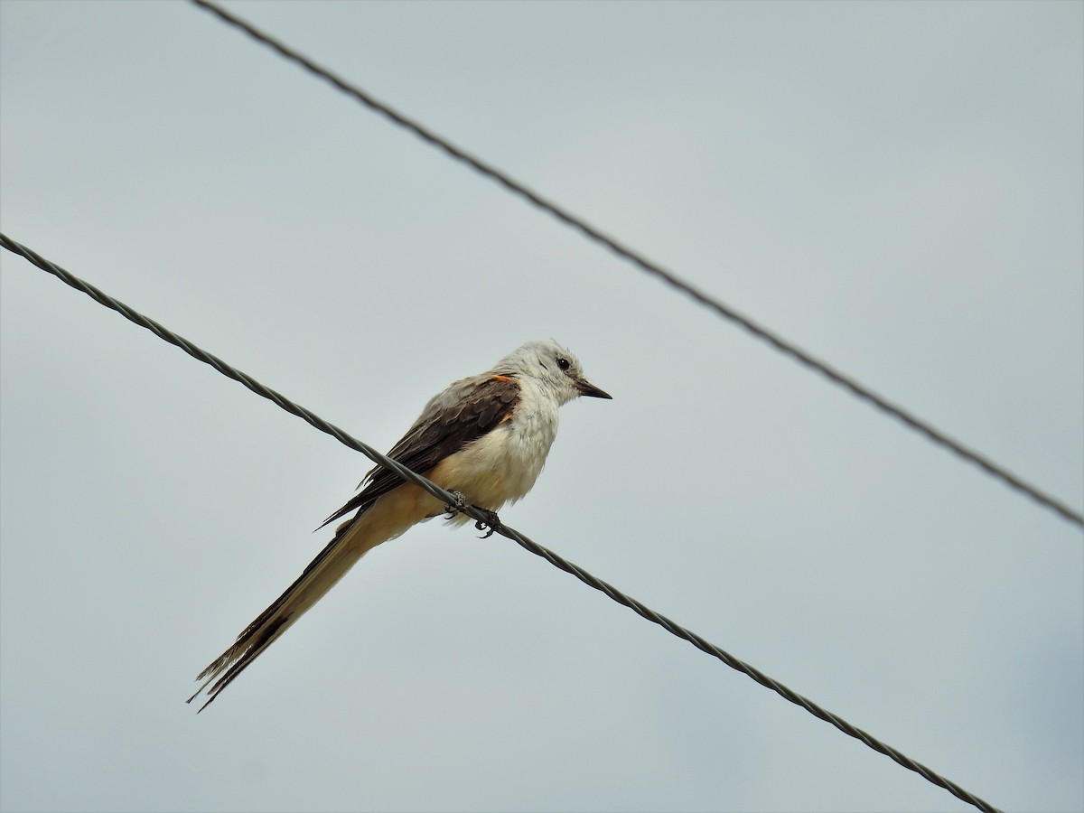 Scissor-tailed Flycatcher - ML598219221