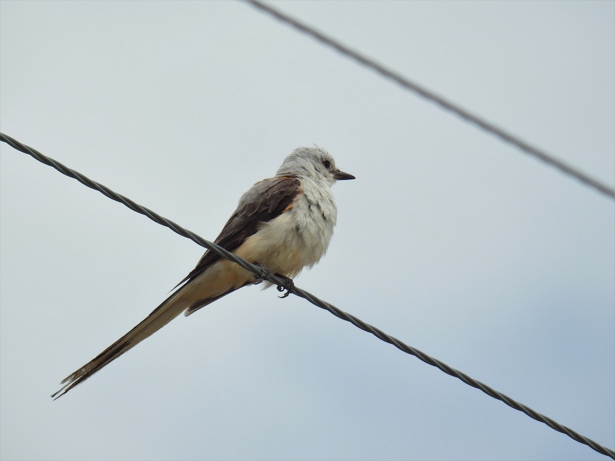 Scissor-tailed Flycatcher - Linda Milam