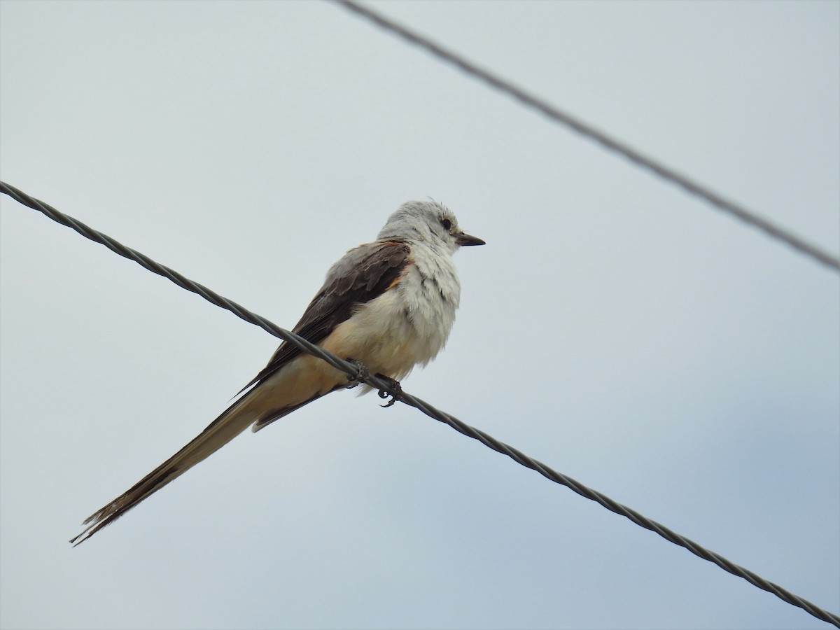 Scissor-tailed Flycatcher - ML598219231