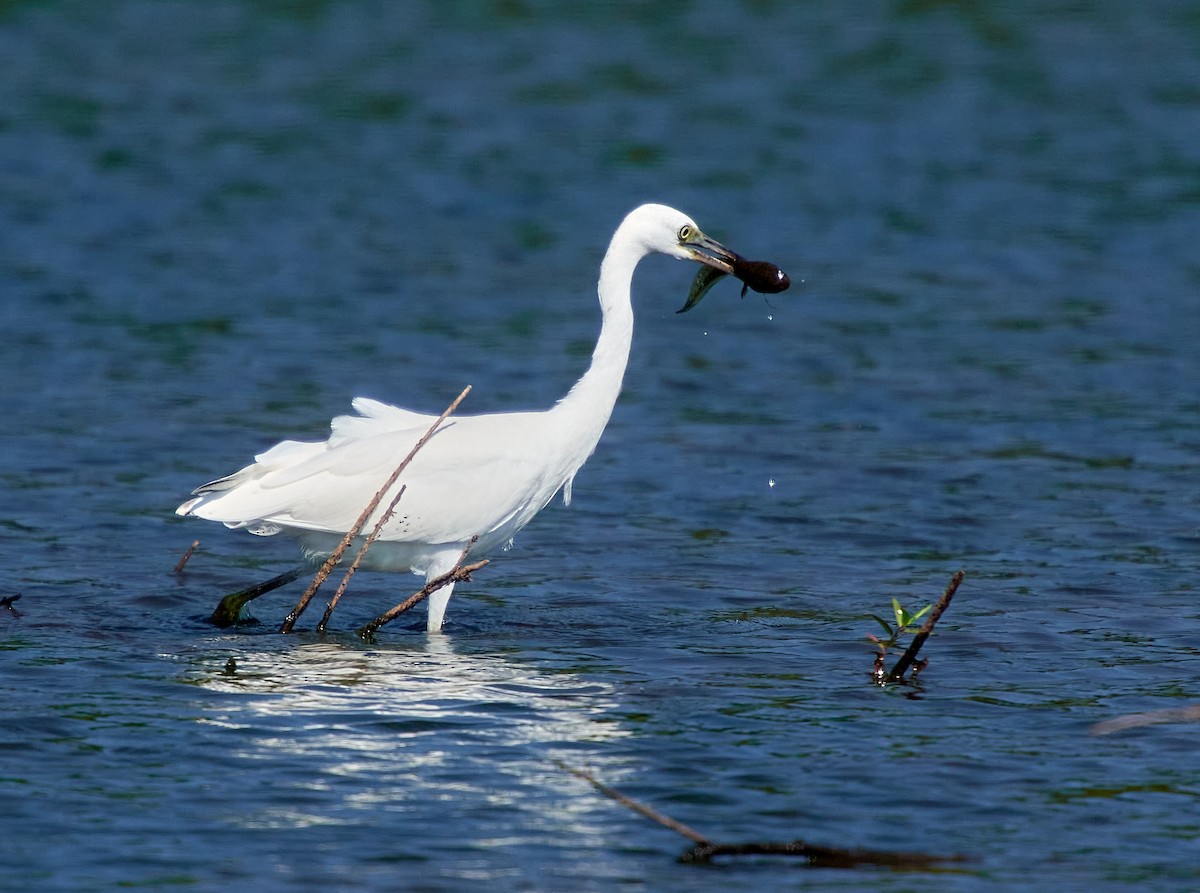 Little Blue Heron - ML598219631