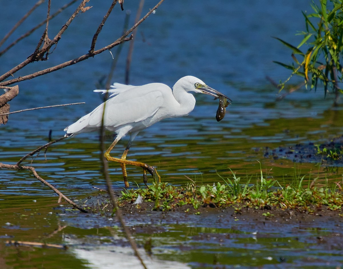 Aigrette bleue - ML598219651