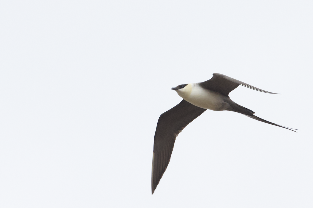 Long-tailed Jaeger - ML598220591
