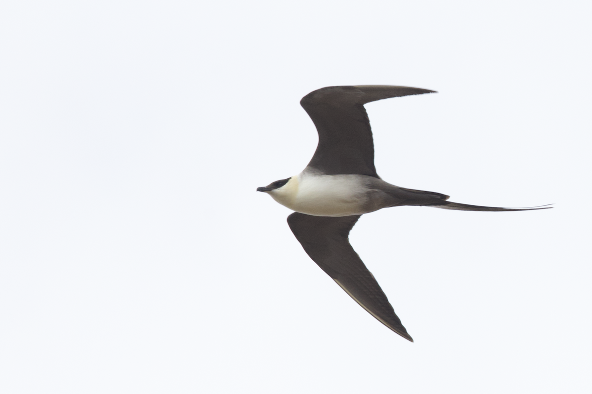 Long-tailed Jaeger - ML598220671