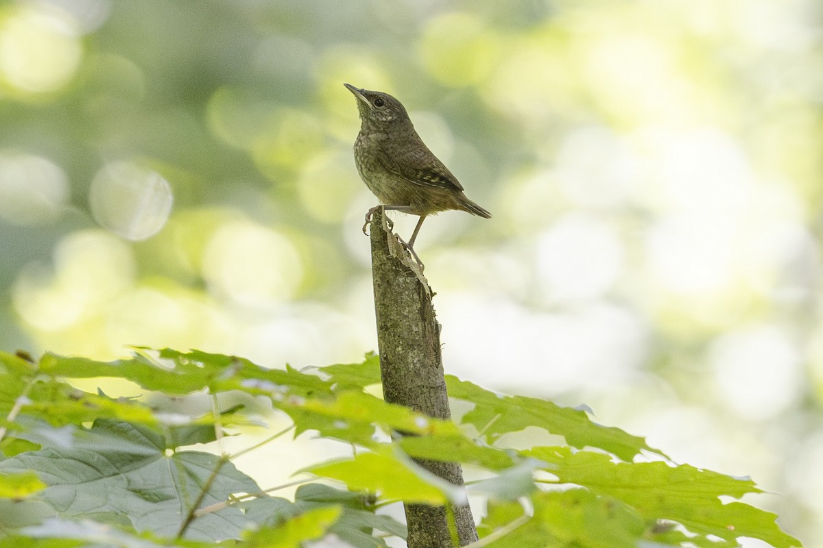 House Wren - ML598221401