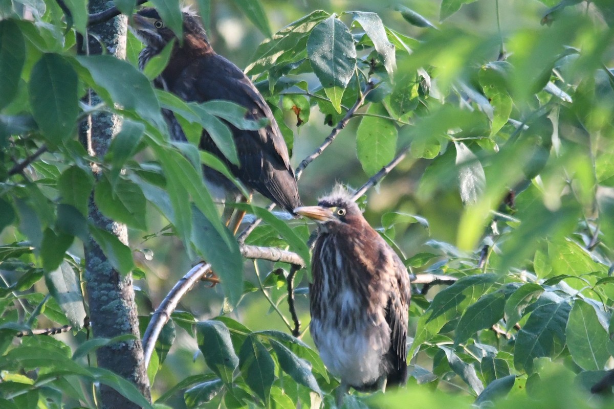 Green Heron - ML598221441
