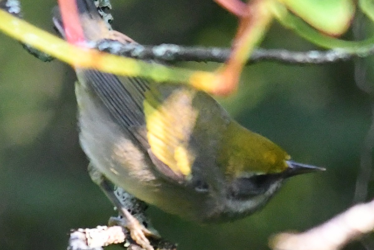 Golden-winged Warbler - ML598221581