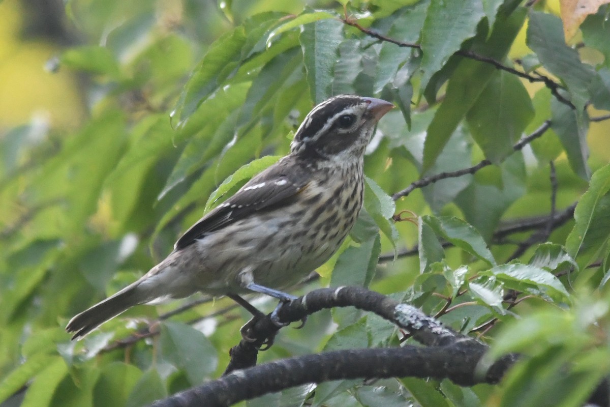 Rose-breasted Grosbeak - ML598221601