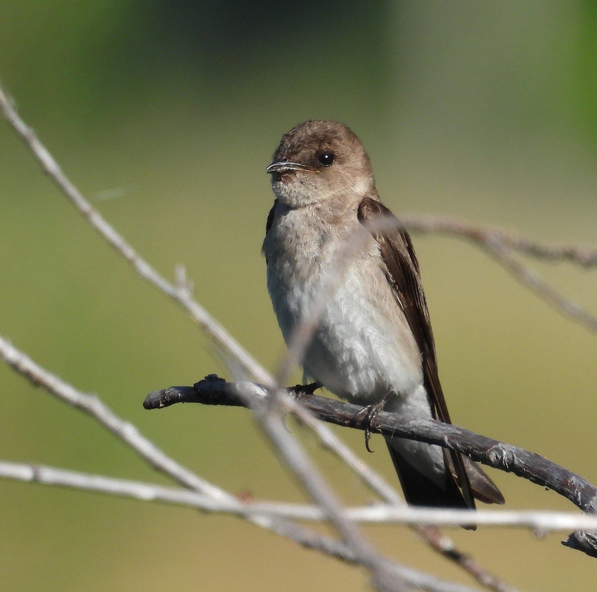 Northern Rough-winged Swallow - ML598221611