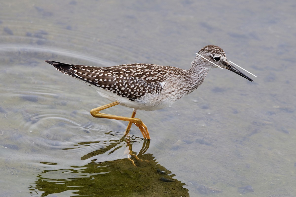 Lesser Yellowlegs - Haim Weizman