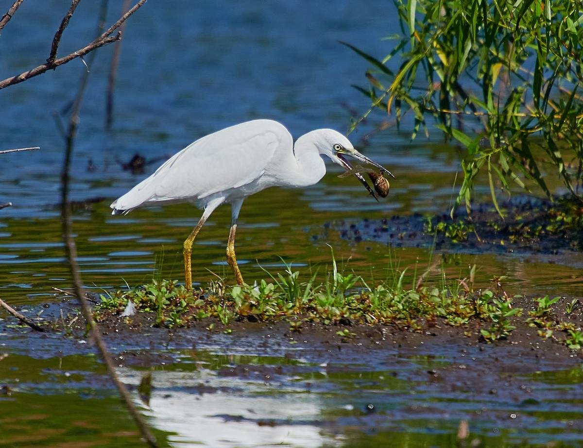 Little Blue Heron - ML598222531