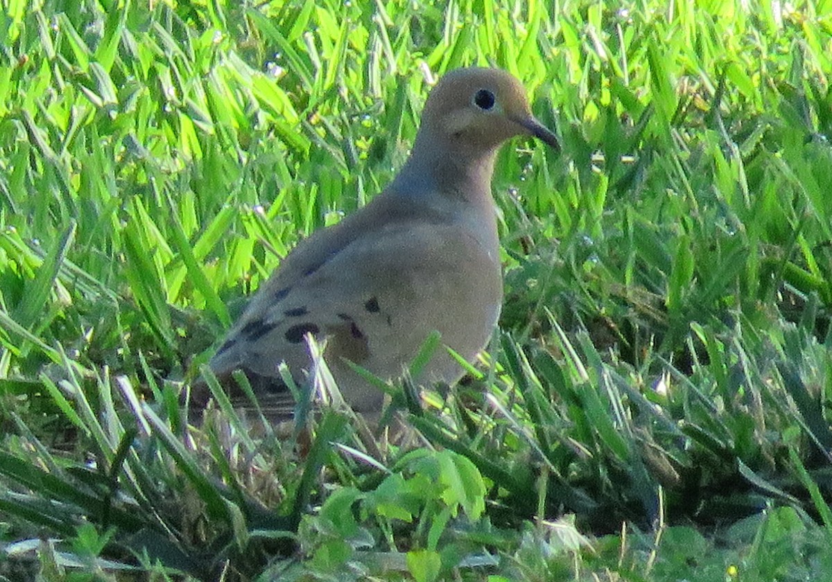 Mourning Dove - ML598223291