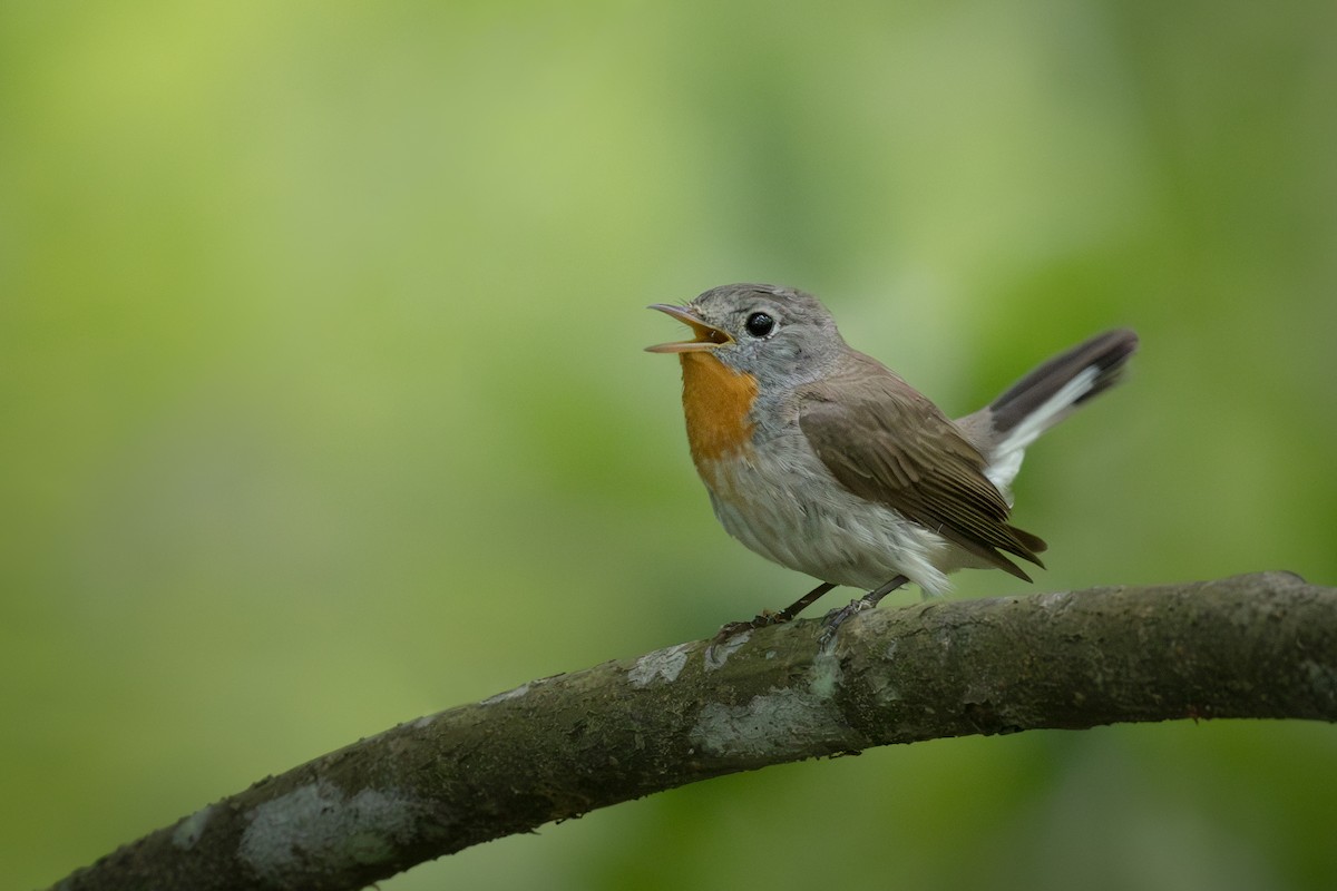 Red-breasted Flycatcher - ML598223471