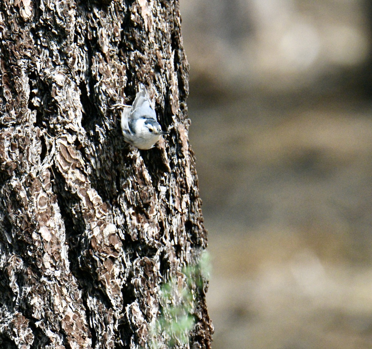 White-breasted Nuthatch - ML598223761