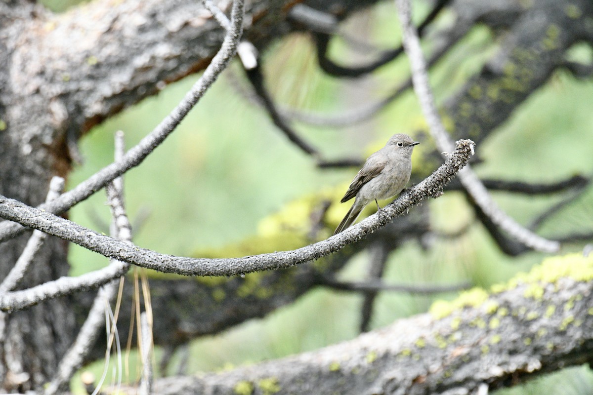 Townsend's Solitaire - ML598223981