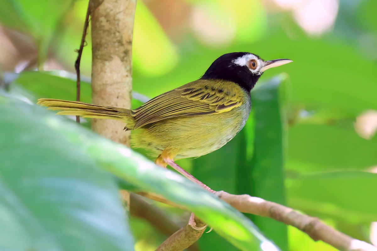 White-browed Tailorbird - Jörg Hanoldt