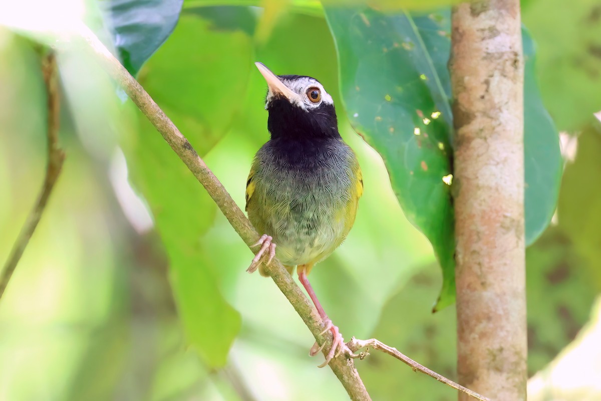 White-browed Tailorbird - Jörg Hanoldt