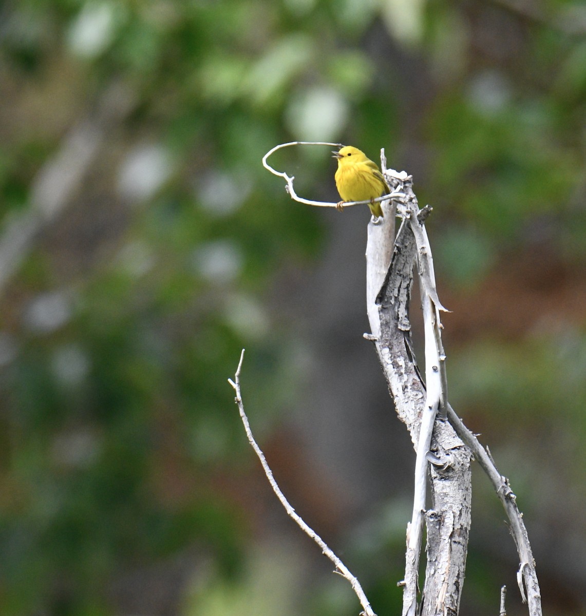 Yellow Warbler - ML598224831