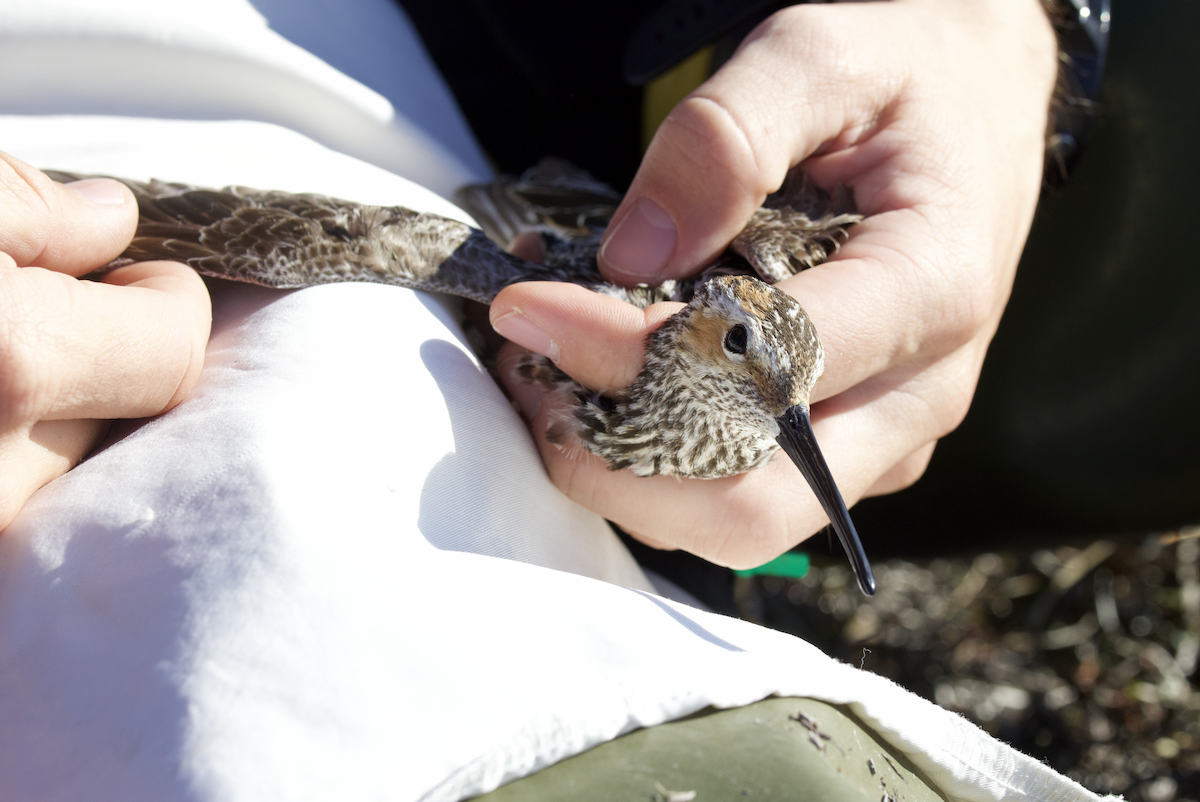 Stilt Sandpiper - ML598225421