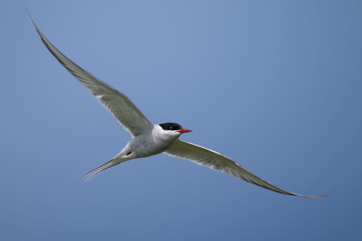 Arctic Tern - ML598225541