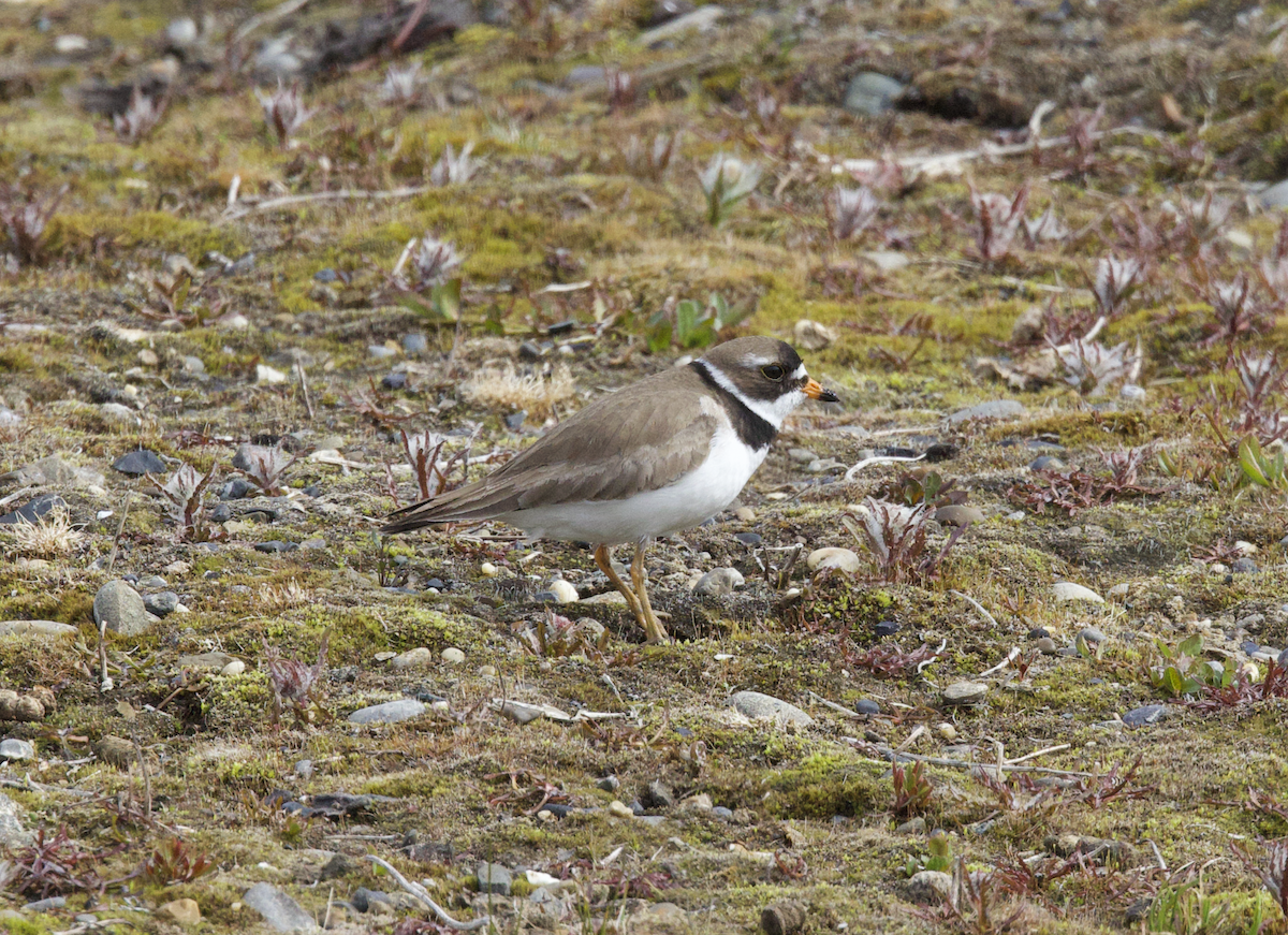 Semipalmated Plover - ML598225811