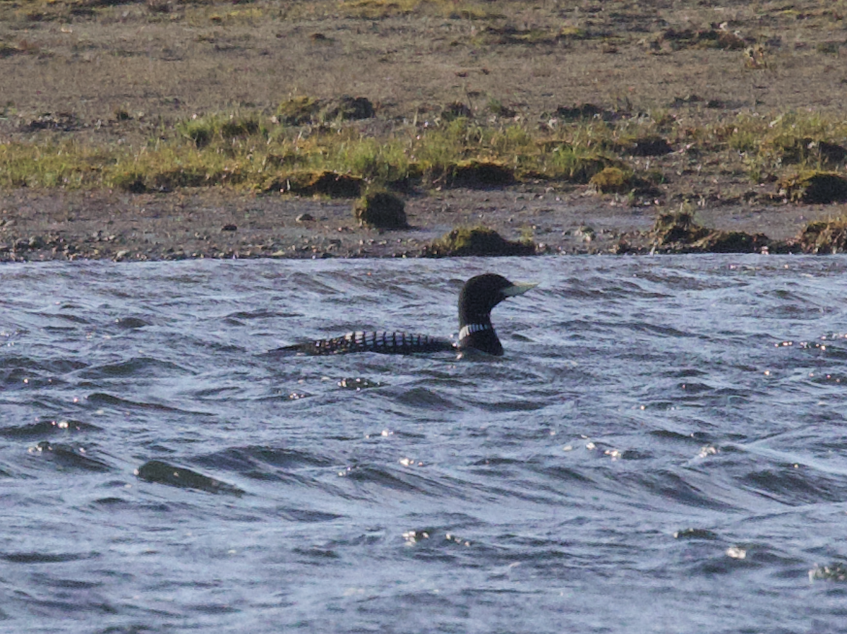 Yellow-billed Loon - ML598226011