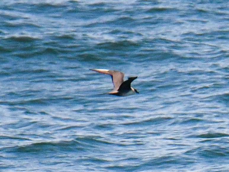 Long-tailed Jaeger - ML598226381